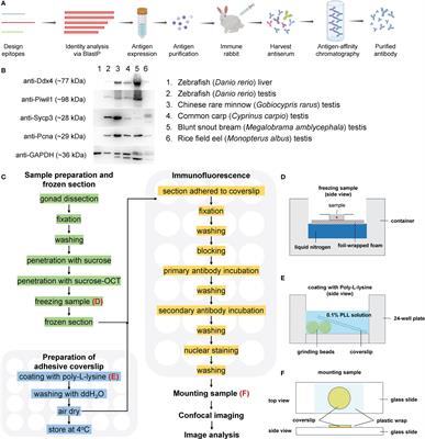 Identification of fish spermatogenic cells through high-throughput immunofluorescence against testis with an antibody set